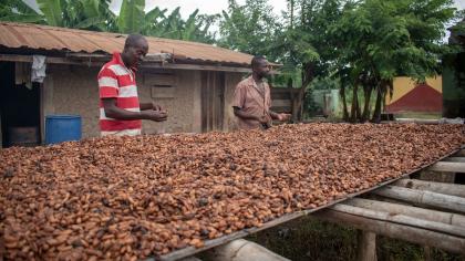 Farmers dry cocoa beans in Kunsu, Ghana.